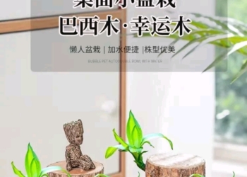巴西幸运木 绿植室内盆栽 水培植物